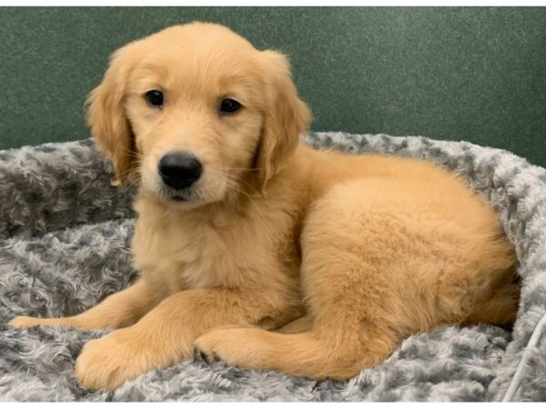 Golden Retriever DOG Male Golden 8238 Petland San Antonio, TX