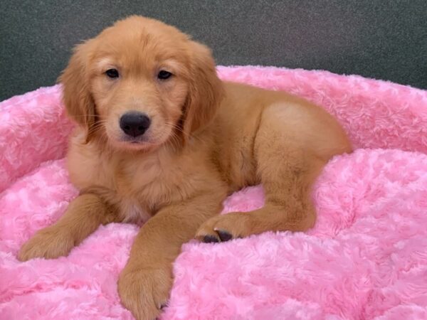 Golden Retriever DOG Female Golden 8239 Petland San Antonio, TX