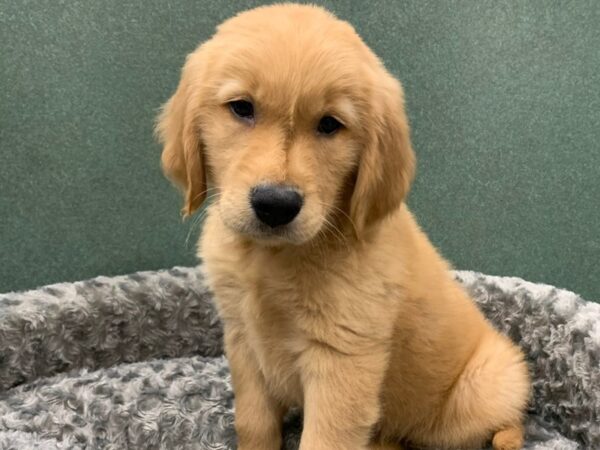 Golden Retriever DOG Male Golden 8240 Petland San Antonio, TX