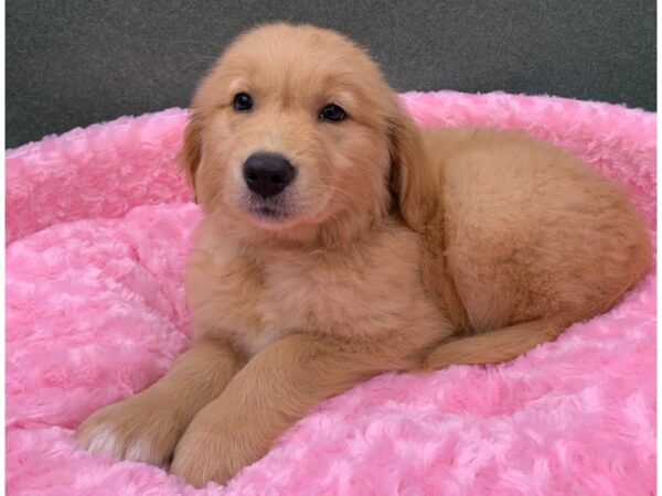 Golden Retriever DOG Female Golden 8241 Petland San Antonio, TX