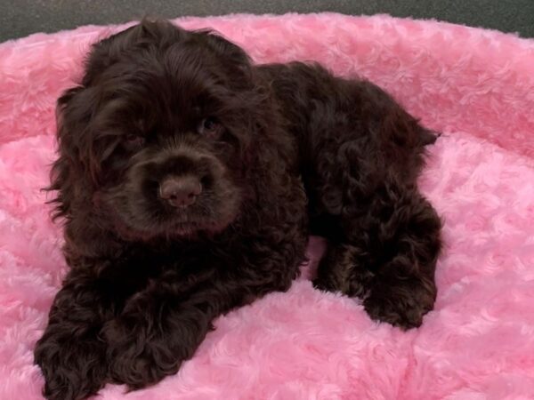 Cocker Spaniel-DOG-Female-Chocolate-8242-Petland San Antonio, TX