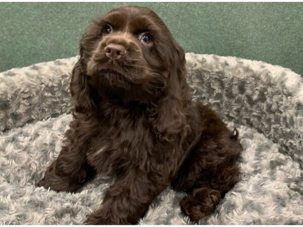 Chocolate american cocker spaniel puppies shop for sale