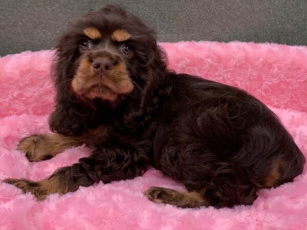 Cocker Spaniel DOG Female Chocolate & Tan 8244 Petland San Antonio, TX