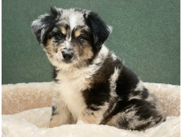 Miniature Australian Shepherd DOG Male Blue Merle 8245 Petland San Antonio, TX