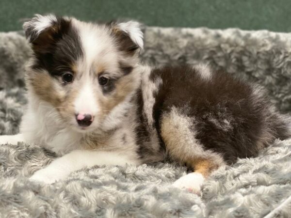 Shetland Sheepdog DOG Male Blue Merle 8246 Petland San Antonio, TX