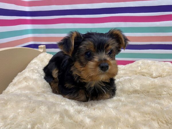 Yorkshire Terrier-DOG-Male-blk & tn-5150-Petland San Antonio, TX