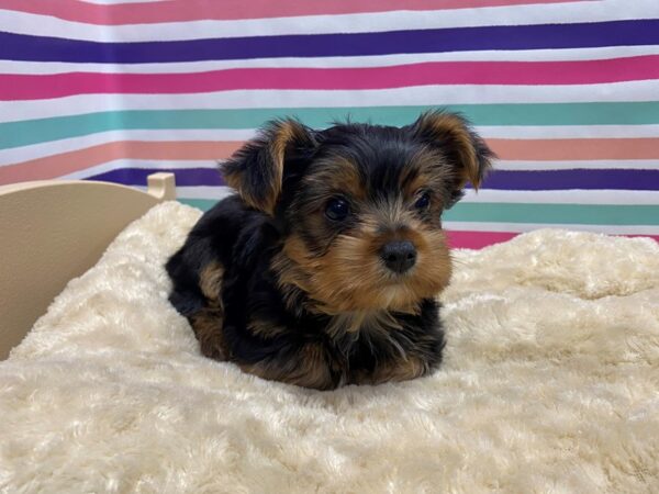 Yorkshire Terrier DOG Male blk & tn 5150 Petland San Antonio, TX