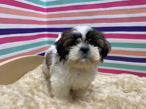 Shih Tzu-DOG-Male-gld wh-5145-Petland San Antonio, TX
