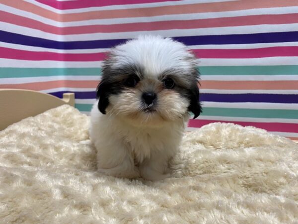 Shih Tzu DOG Female gld wh 5149 Petland San Antonio, TX