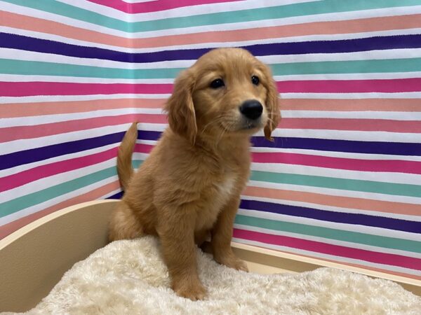 Golden Retriever-DOG-Female-red-5144-Petland San Antonio, TX