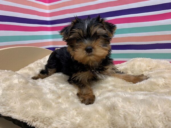 Yorkshire Terrier DOG Male blk & tn 5151 Petland San Antonio, TX