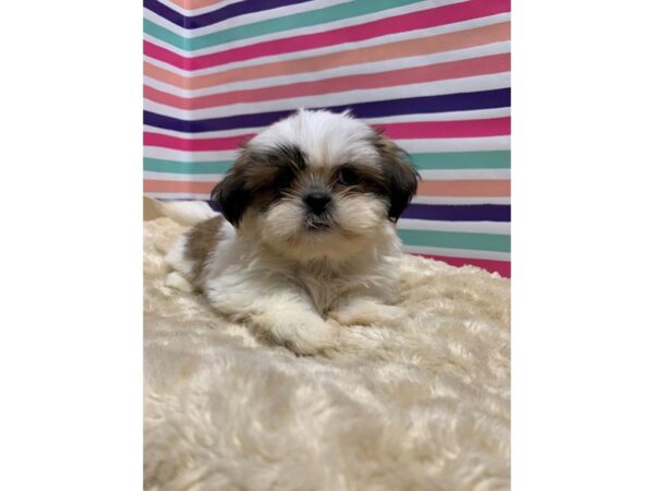 Shih Tzu-DOG-Female-gld wh-5146-Petland San Antonio, TX