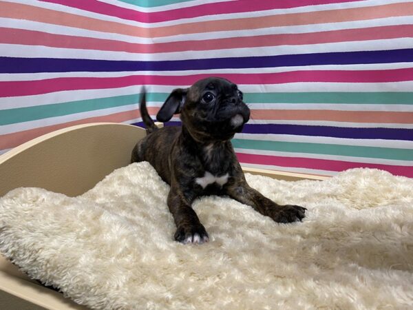 Bugg-DOG-Male-brdl, wh mkgs-5139-Petland San Antonio, TX