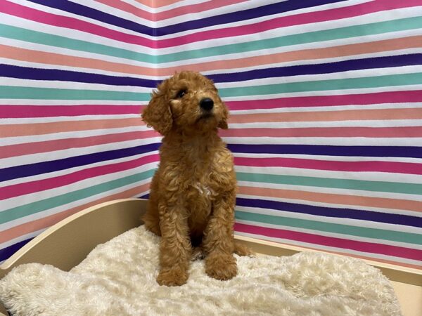 Standard Poodle DOG Male red 5143 Petland San Antonio, TX