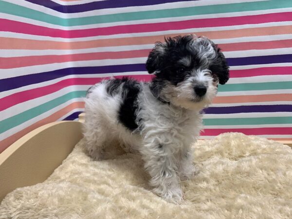 Schnoodle DOG Female wh blk & tn parti 5141 Petland San Antonio, TX