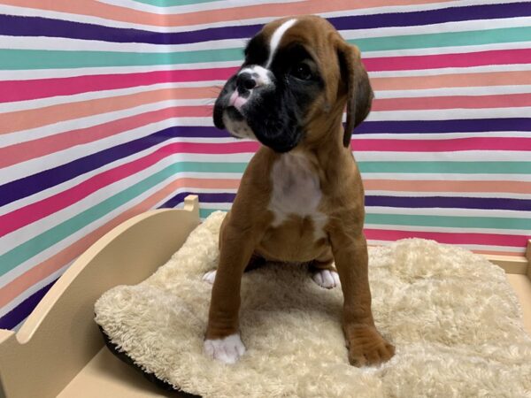 Boxer DOG Female fn, blk & wh mk 5142 Petland San Antonio, TX