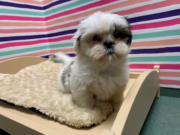 Shih Tzu DOG Female gld wh 5147 Petland San Antonio, TX