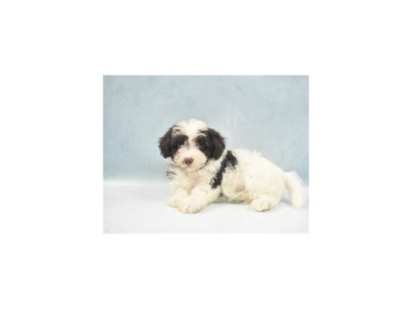 Havanese-DOG-Male-Chocolate-5154-Petland San Antonio, TX