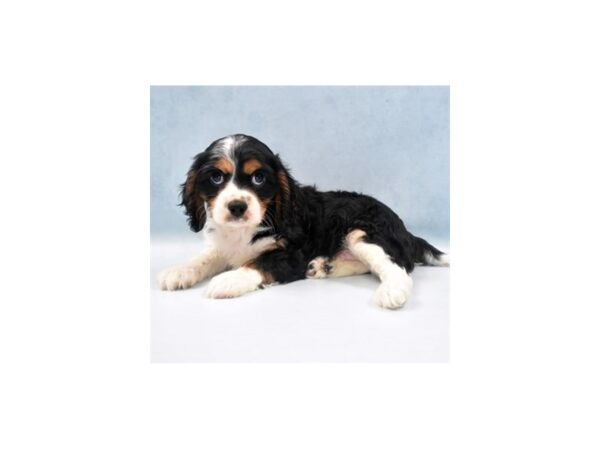 Cavalier King Charles Spaniel DOG Male Black Tan & White 8247 Petland San Antonio, TX