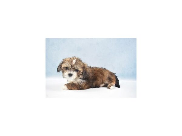 Lhasa Apso-DOG-Female-Grizzled-8248-Petland San Antonio, TX