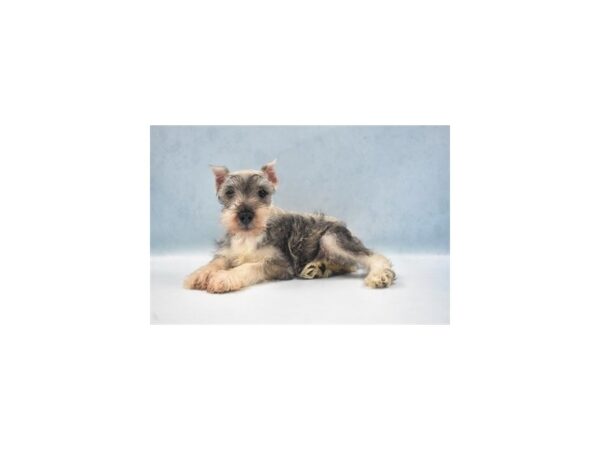 Miniature Schnauzer-DOG-Female-Salt & Pepper-8249-Petland San Antonio, TX