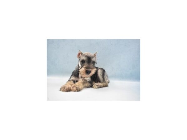 Miniature Schnauzer DOG Female Salt and Pepper 5156 Petland San Antonio, TX