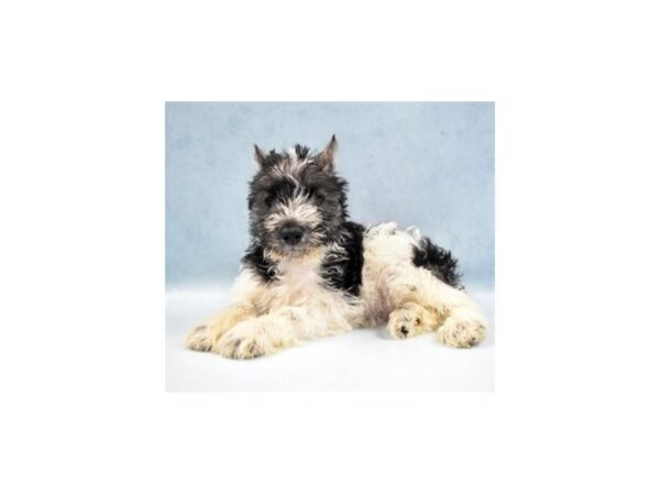 Miniature Schnauzer-DOG-Male-Black-5155-Petland San Antonio, TX