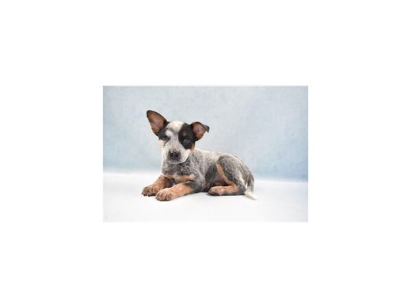 Australian Cattle Dog-DOG-Female-Blue Mottled-5152-Petland San Antonio, TX