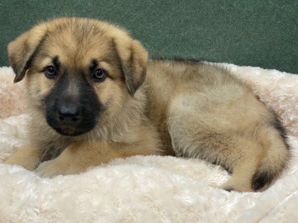 German Shepherd-DOG-Male-Sable-8250-Petland San Antonio, TX