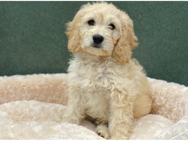 Miniature Goldendoodle DOG Male Golden 8251 Petland San Antonio, TX