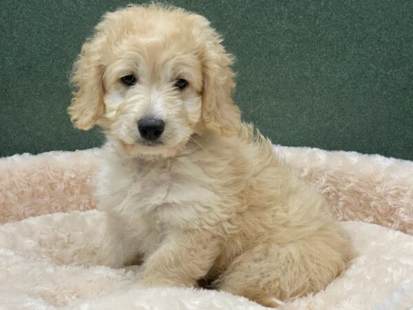 Miniature Goldendoodle-DOG-Male-Golden-8252-Petland San Antonio, TX