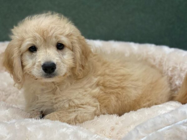 Miniature Goldendoodle DOG Female Golden 8253 Petland San Antonio, TX