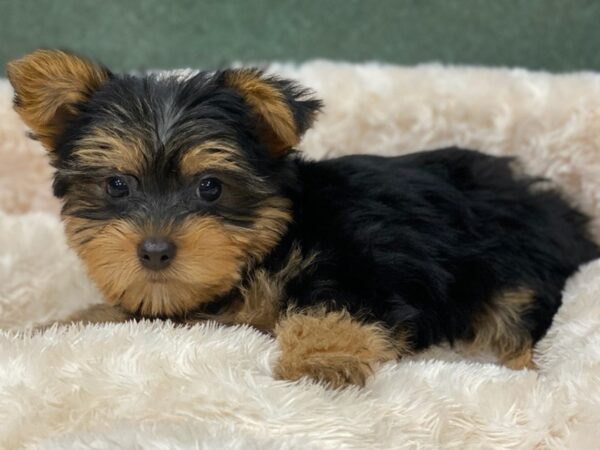 Yorkshire Terrier DOG Male Black & Tan 8254 Petland San Antonio, TX