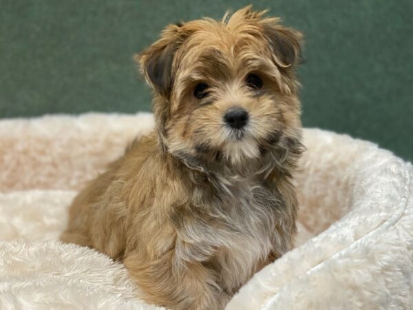 Morkie-DOG-Male-Black & Tan-8255-Petland San Antonio, TX