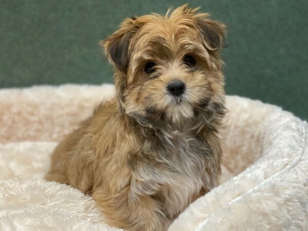 Morkie DOG Male Black & Tan 8255 Petland San Antonio, TX