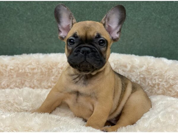 French Bulldog DOG Male Cream 8256 Petland San Antonio, TX