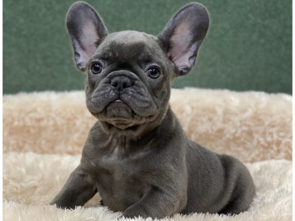 French Bulldog DOG Female Blue 8257 Petland San Antonio, TX