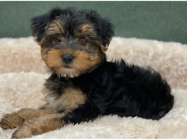 Yorkshire Terrier DOG Male Black & Tan 8258 Petland San Antonio, TX