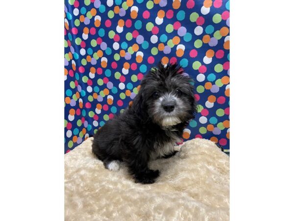 Lhasa Apso/Shih Tzu DOG Male blk wh mkgs 5106 Petland San Antonio, TX