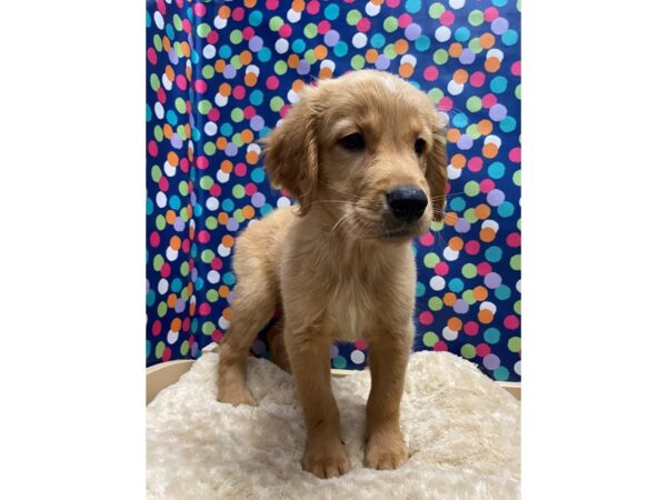 Golden Retriever DOG Male gldn 5159 Petland San Antonio, TX