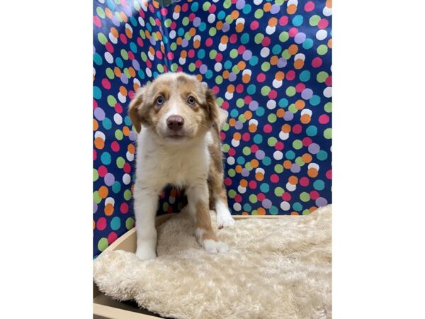 Australian Shepherd-DOG-Female-rd mrl, wh mkgs tn pts-5160-Petland San Antonio, TX