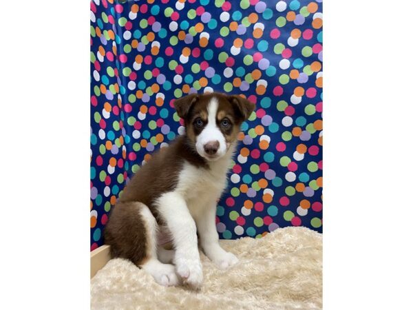 Australian Shepherd/Siberian Husky DOG Female chlt & tn, wh mkgs 5161 Petland San Antonio, TX