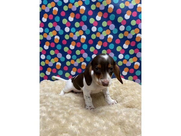 Dachshund DOG Female chlt, tn pbld 5162 Petland San Antonio, TX