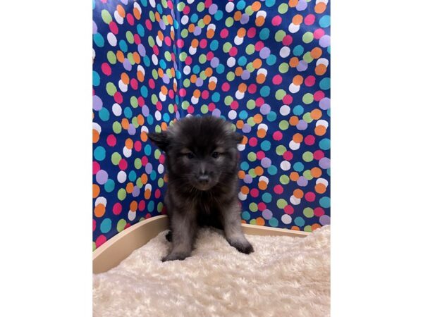 Keeshond DOG Female blk, slvr 5163 Petland San Antonio, TX