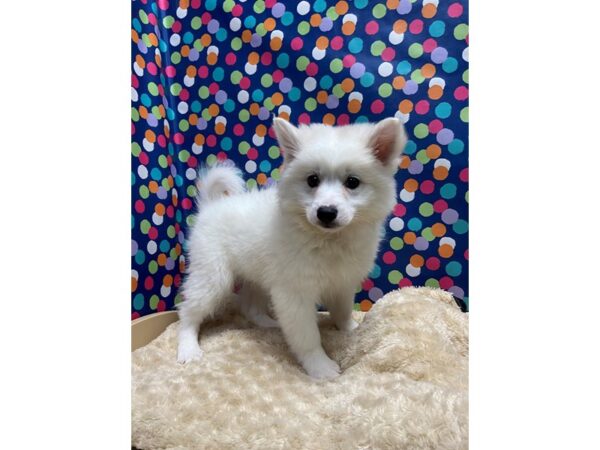 American Eskimo DOG Male wh 5164 Petland San Antonio, TX