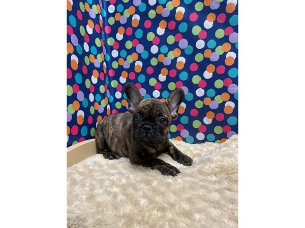 French Bulldog-DOG-Male-blk br brdl-5165-Petland San Antonio, TX