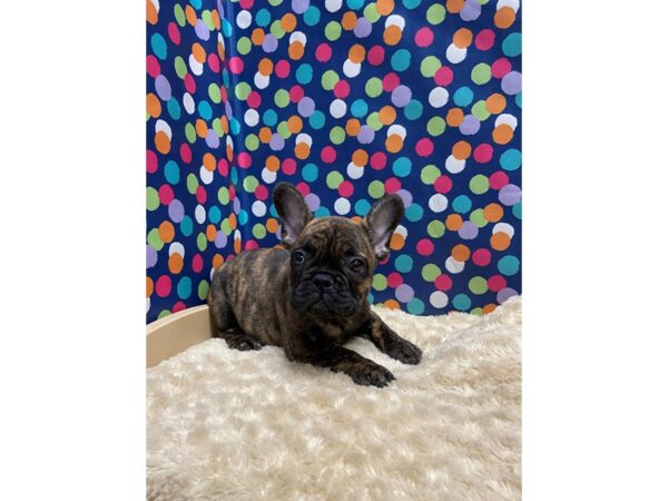 French Bulldog DOG Male blk br brdl 5165 Petland San Antonio, TX