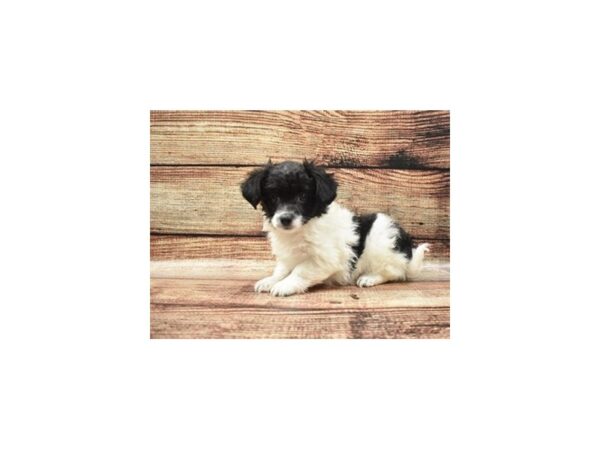 Havanese DOG Female Black and White 5166 Petland San Antonio, TX