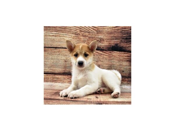 Shiba Inu-DOG-Male-Red and White-8262-Petland San Antonio, TX