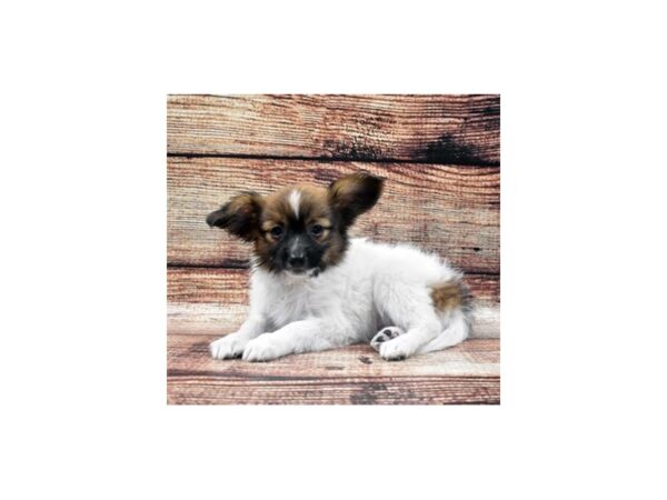 Papillon-DOG-Male-White and Sable-8261-Petland San Antonio, TX